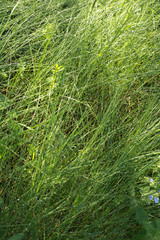 young green grass of Russian fields                   