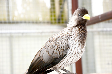 Bird standing in the zoo background