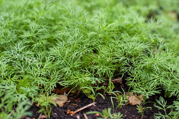 Fresh dill (Anethum graveolens) growing on the vegetable bed. Annual herb, family Apiaceae.  Growing fresh herbs. Green plants in the garden, ecological agriculture for producing healthy food concept