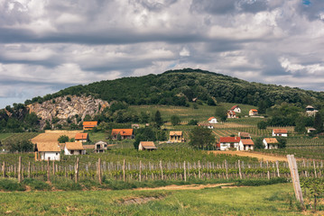 Fototapeta na wymiar Vineyard in Hungary, in Villany, spring 2019, May