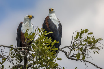 African fish eagle pair treetop