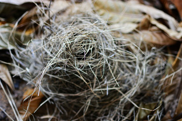 Bird's nest on the floor.