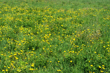 Obraz premium Dandelions in the meadow.