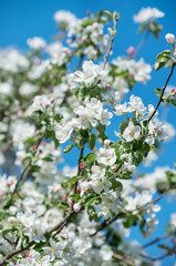 Spring Apple Blossom over blue sky.