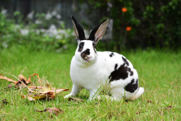 black and white on garden background