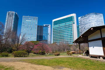 浜離宮恩賜庭園 花木園