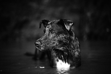 catahoula cur in water