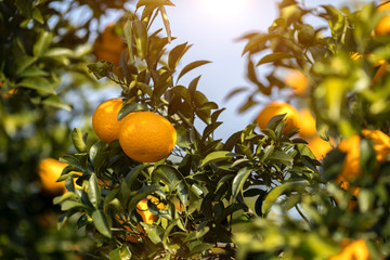 Orange garden from Jeju Island, South Korea.