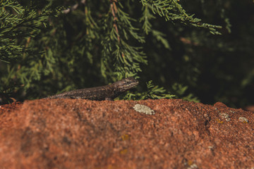 lizard in forest