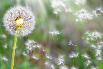 Dandelion seeds in the sunlight blowing away across a fresh nature green morning background