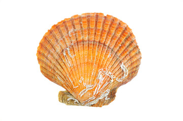 orange shells isolated on the white background