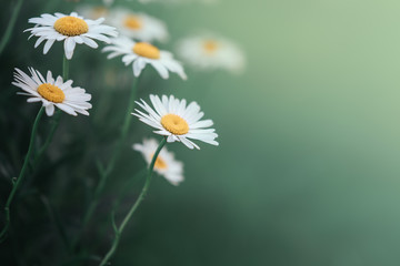 Daisy flower in the grass green shallow depth of field. Beautiful daisy flowers in nature.