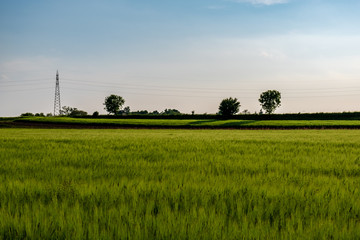 Fields of Friuli Venezia-Giulia