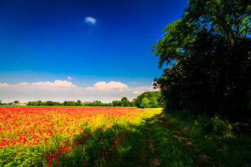 Obraz premium Spring in the fields of Italy