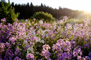Obraz premium Blumenwiese im Gegenlicht