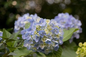 あじさい　飛鳥山公園　東京都北区