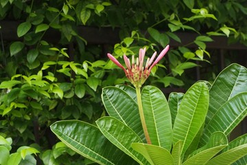 Temple tree flowers, Apocynaceae Frangipani or Plumeria 