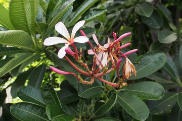 Temple tree flowers, Apocynaceae Frangipani or Plumeria 