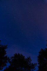 The tops of pines against the starry sky at night in the forest