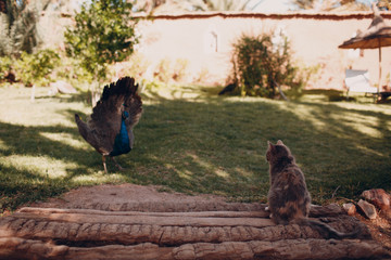 Cat and peacock walk in the park