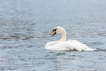Fototapeta premium Grinning white swan