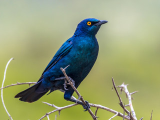 Obraz premium Cape glossy starling