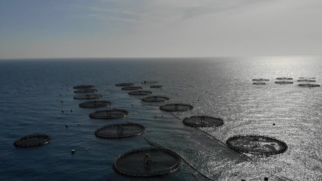 Real time drone aerial video oysters and mussels farm, method of net cage floating in the Mediterranean Sea, picturesque landscape with cliffs blue water and Almeria city distant view, Andalusia Spain