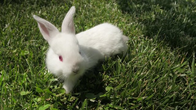 White rabbit runs on the green grass. Little rabbit in the garden. White hare close-up. Rabbit resting on the grass.