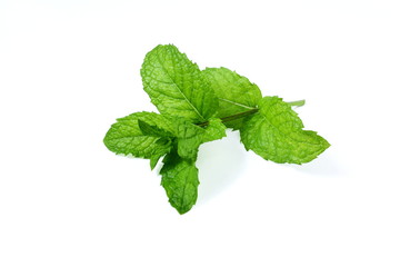 fresh  mint leaves mentha piperita leaves herb isolated in white background