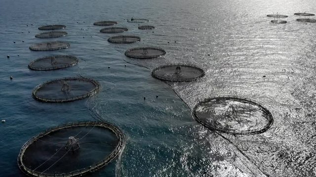 Real time drone aerial video oysters and mussels farm, method of net cage floating in the Mediterranean Sea, picturesque landscape with cliffs blue water and Almeria city distant view, Andalusia Spain