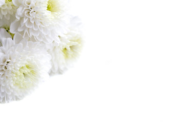 white chrysanthemum on a white background