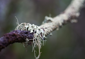 Closeup photo mossy dead tree trunk and branch. Macro photo.