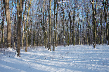 Beautiful winter landscape in the forest.