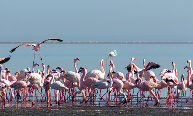 group of pink flamingos in the blue lagoon  on a sunny day 