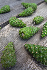 Green pine cone. Pine cone on grey old wood table 