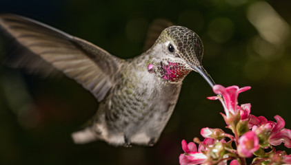 The beauty queen and the pink flowers