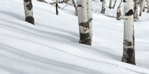 Aspen trunks in the snow