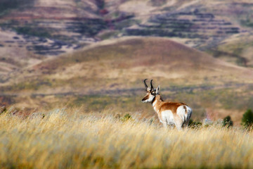 Pronghorn buck standing in grasslands
