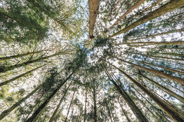 Japanese Cedar trees in the forest that view from below in Alishan National Forest Recreation Area in Chiayi County, Alishan Township, Taiwan.