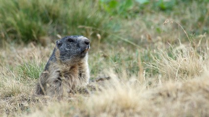 Alpine marmot on mountain meadow