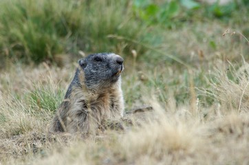 Alpine marmot on mountain meadow