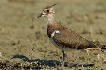 bird on the beach