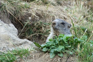Alpine marmot on mountain meadow