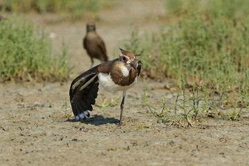 wild duck in the grass