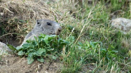Alpine marmot on mountain meadow