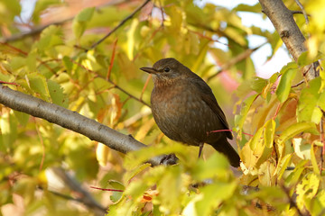 bird on a branch
