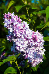 A branch of lilac with delicate flowers. Blooming lilac flowers in spring. Green foliage and bright sun. Floral background.