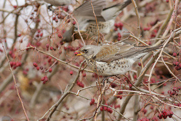 bird on a branch