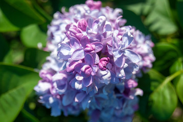A branch of lilac with delicate flowers. Blooming lilac flowers in spring. Green foliage and bright sun. Floral background. Close-up.