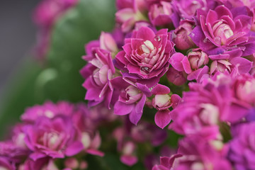 macro color picture of pink Kalanchoe blossfeldiana flower